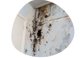 Kitchen Mold Removal Near Me